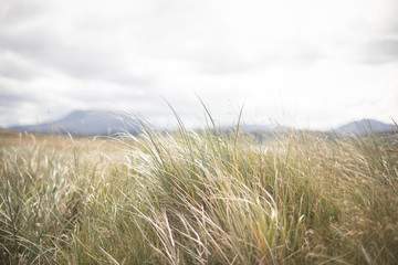 Fototapeta premium Sea grass detail at magheroarty beach, County Donegal. Ireland