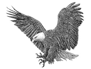 Bald eagle landing hand draw monochrome on white background illustration.