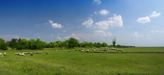 Fototapeta premium Sheep and green grass