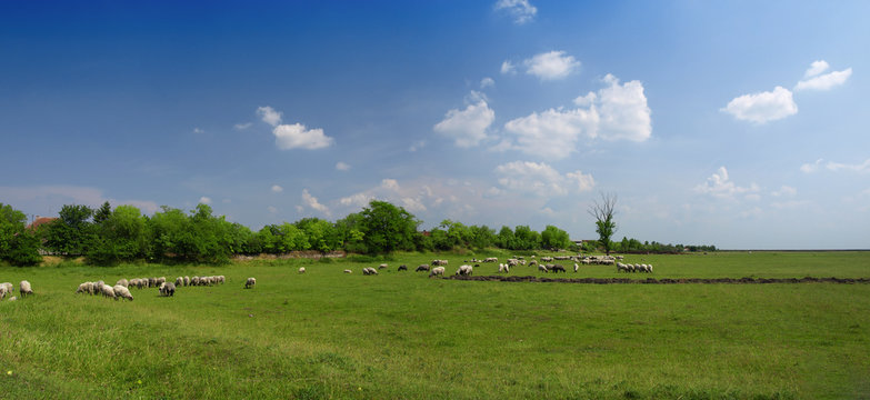 Sheep and green grass
