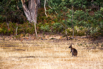 Kangaroo in Australian wilderness