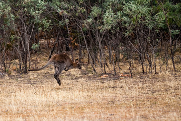 Jumping kangaroo in Australian wilderness