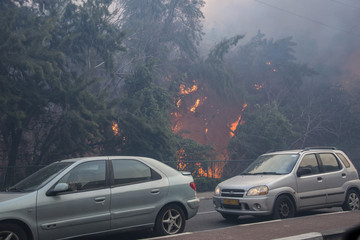 Fototapeta na wymiar Flames from a forest fire inside Haifa, Israel