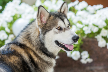 Portrait black and white Husky