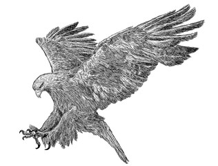 Golden eagle swoop attack hand draw monochrome on white background illustration.
