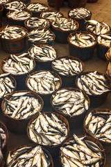Fresh Fish in Malvan wholesale fish market