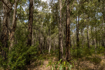 Forest