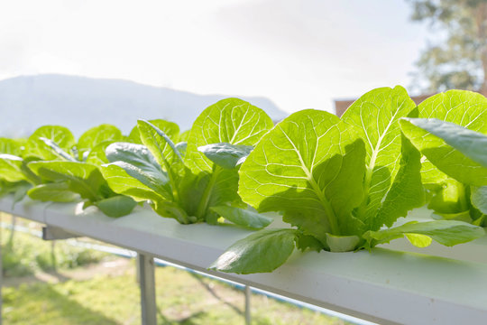 Lettuce vegetables hydroponic plantations in nursery