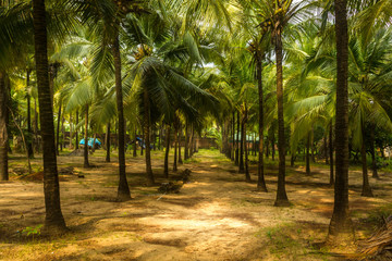 Obraz na płótnie Canvas Coconut Trees