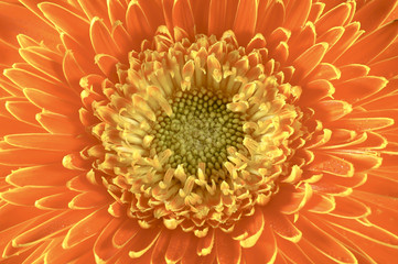 gerbera daisy close up macro texture
