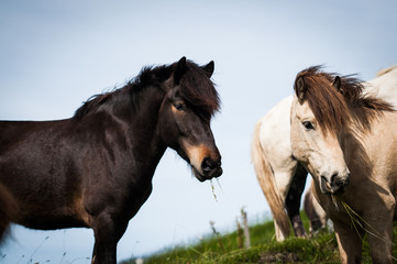 Obraz na płótnie Canvas Icelandic Horses