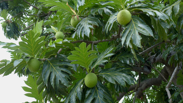 Breadfruit Tree