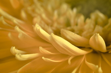 gerbera daisy close up macro texture
