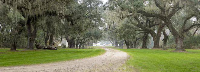 Foto auf Leinwand Southern plantation in the fog © Wollwerth Imagery