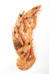 Prawn