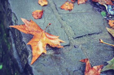 Autumn leaves maple dried  on the wet floor.  (vintage style)
