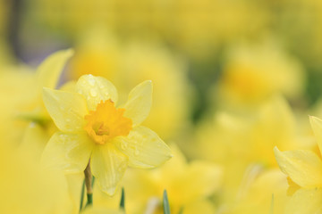 Obraz premium 黄色い水仙