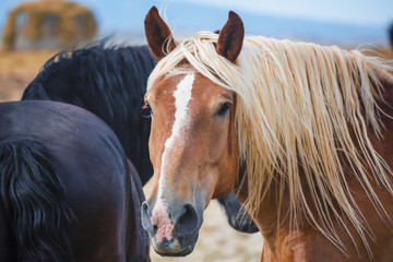 Fototapeta premium Horse Portrait