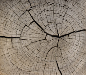 Fototapeta premium tree bark, wood texture background