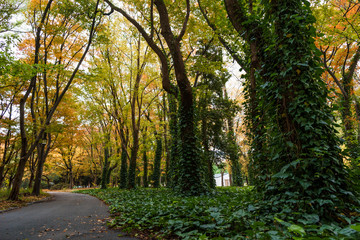 Walking path in autumn park