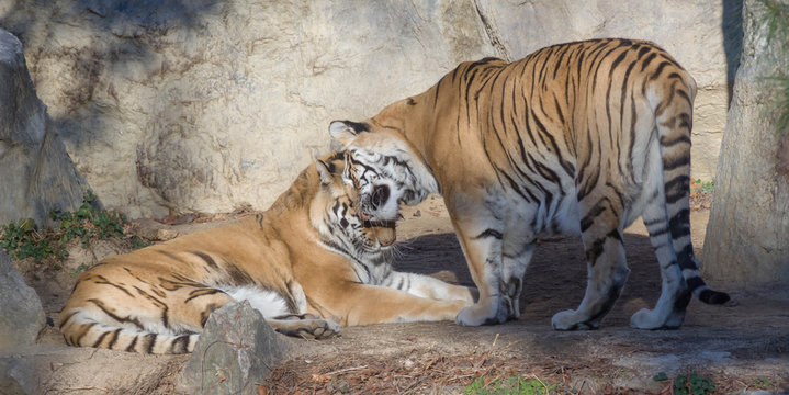 Two tigers showing affection.Tiger's couple. Love in nature. 