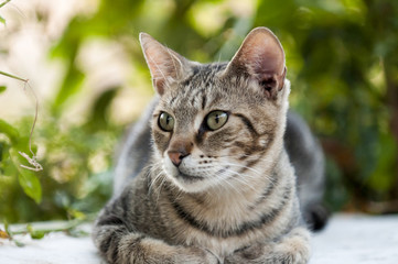 pretty cat is looking