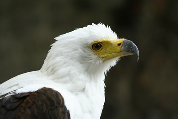 Obraz premium Pygargue à tête blanche