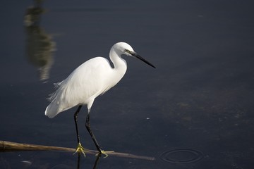 Aigrette blanche