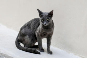a grey cat is looking