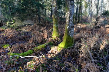 Fototapeta premium Découverte de la Nièvre 