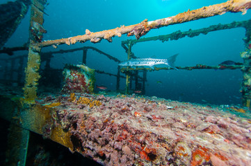 Barracuda on the wreck of the Vandenberg