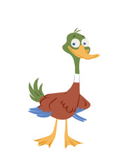 Wild duck cartoon character