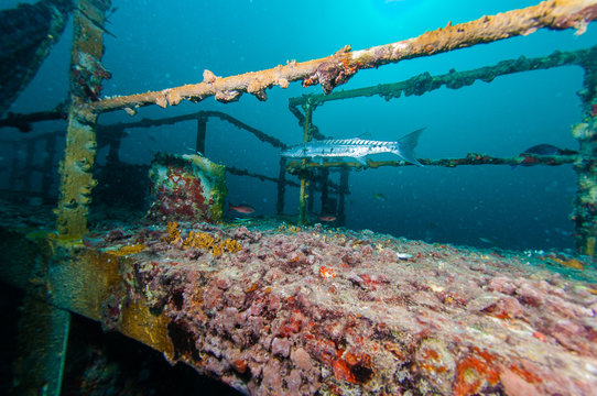 Barracuda on the wreck of the Vandenberg