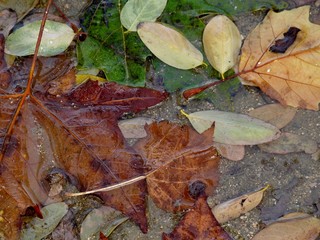 HOJAS DE ÁRBOL CAÍDAS EN OTOÑO