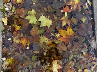 HOJAS DE ÁRBOL CAÍDAS EN OTOÑO