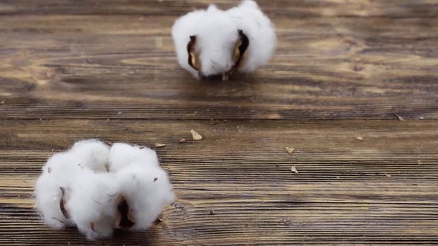 Ripe cotton flowers falling on the wooden surface. Slow motion. 120 fps.