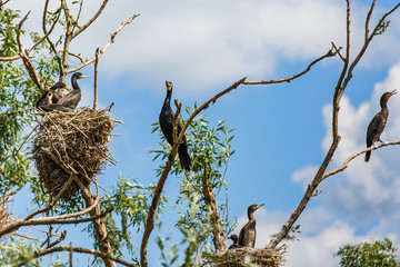 Nesting great cormorants on dried up tree