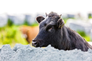 Fototapeta premium Cute black calf