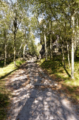 Path going in between a dense and rocky forest