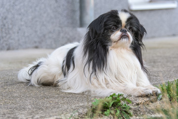 Front profile of a pet dog with long black and white fur