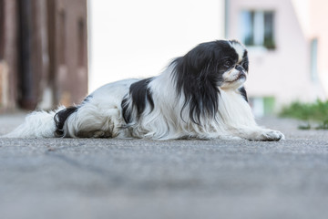 Cute photograph of a black and white fur dog seated on a road