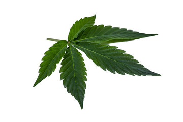 Cannabis Leaf Profile