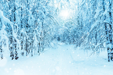 Birch forest in winter