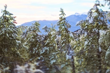 Winter forest landscape.