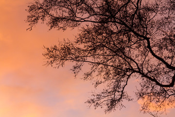Fototapeta premium Silhouetted Branches at Sunset