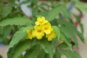 Yellow elder, Yellow bells, or Trumpetflower