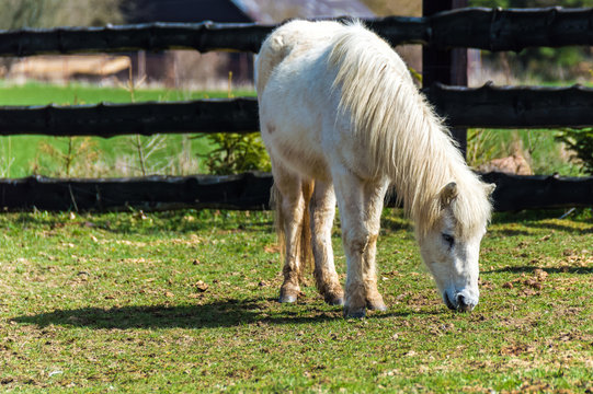 A white horse grazing in a green field - Powered by Adobe