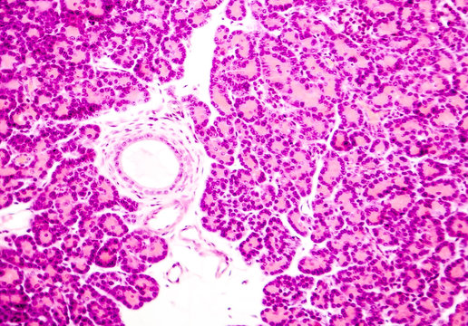 Microscopic Photo Showing Pancreatic Tissue