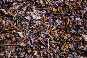 Unique forest floor canopy, beautiful autumn textured leaves