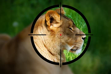 Cercles muraux Chasser Big game hunting - Lioness in the rifle sight